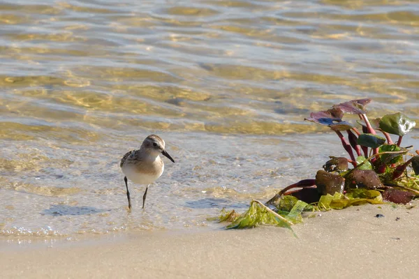 Pequeno Pássaro Rápido Calidris Minuta Margem Rio Perto Algas Ornitologia — Fotografia de Stock