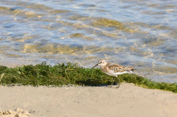 Petit Oiseau Rapide Calidris Minuta Sur Rive Rivière Par Une — Photo