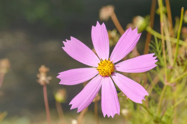 Λεπτό Ροζ Λουλούδι Cosmos Bipinnatus Στον Κήπο Μια Ηλιόλουστη Μέρα — Φωτογραφία Αρχείου