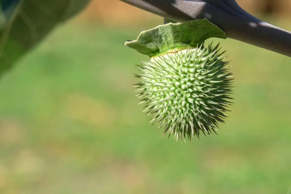 Planta Medicinal Datura Stramonium Erva Venenosa Fechar — Fotografia de Stock