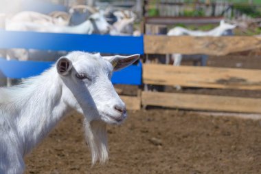 Bir çiftlikte safkan beyaz keçi. Keçi peyniri üretimi için keçi yetiştiriyor. Keçi çiftliği