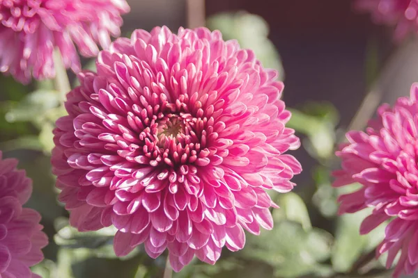 Flores Púrpuras Grandes Crisantemo Flor Jardín Otoño Diseño Paisaje Patrón —  Fotos de Stock