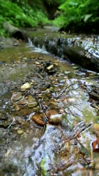 Naturaleza Los Barrancos Del Distrito Kuntsevo — Vídeos de Stock