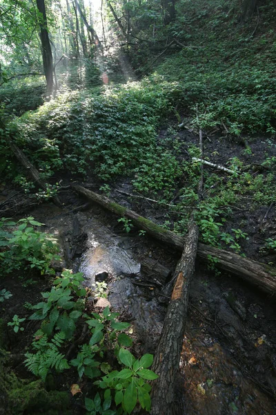 Morgen Park Der Moskauer Natur — Stockfoto