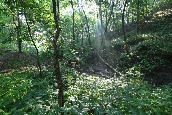 Mañana Parque Moscú Naturaleza —  Fotos de Stock