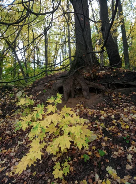 Ciudad Moscú Naturaleza Otoño Follaje —  Fotos de Stock