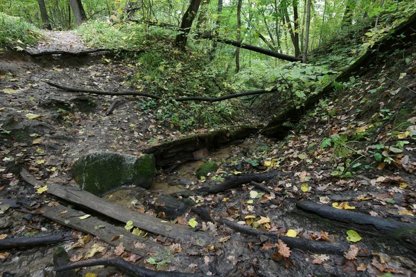 Podzimní Příroda Rokle Moskevské Čtvrti Kuntsevo — Stock fotografie