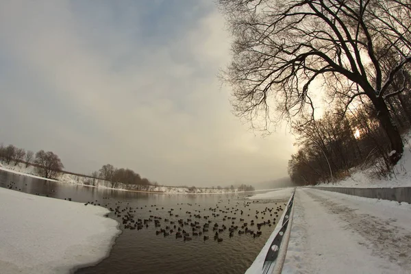 Pejzaż Zimowy City Moscow Park — Zdjęcie stockowe