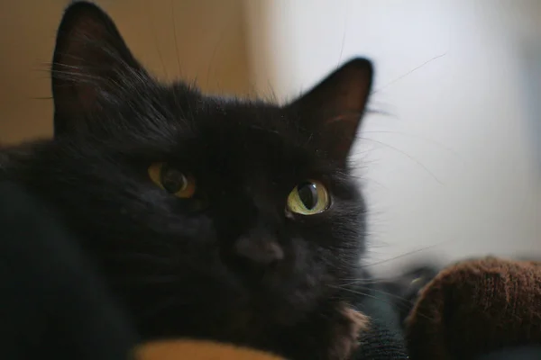 公寓里的黑猫 — 图库照片