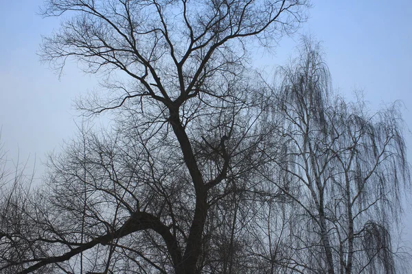 Ветви Зимних Деревьев — стоковое фото
