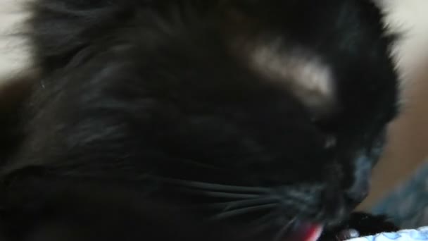 Startseite Schwarze Katze Profil — Stockvideo