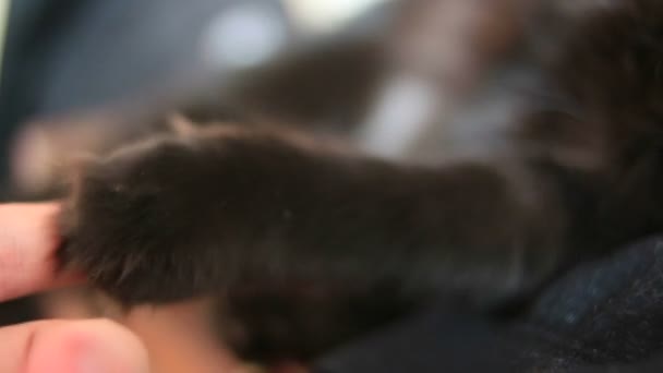 Zuhause Schwarzes Katzengesicht — Stockvideo