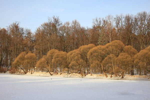 Miasto Moskwa Park Przyrody Drzewa Smartphone — Zdjęcie stockowe