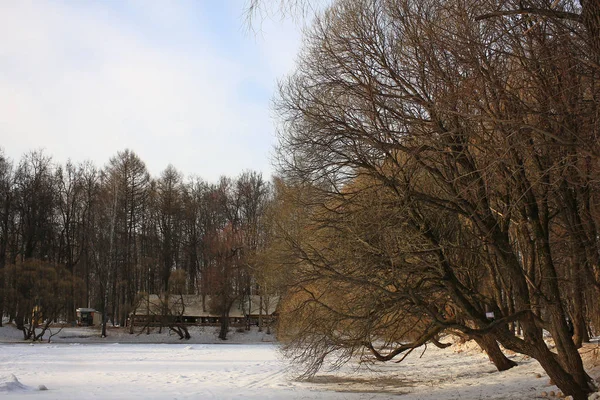 Stadt Moskau Park Natur Bäume Smartphone — Stockfoto