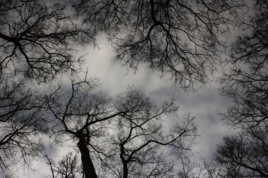 Doğa bahar ağaçları dalları bulanıklık