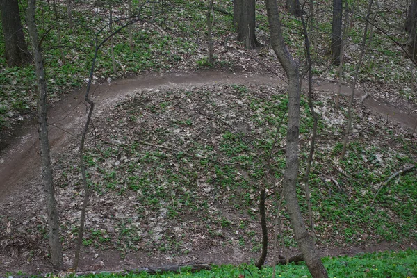 Nature Spring Path Het Bos — Stockfoto