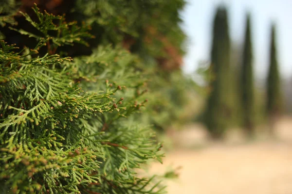 Doğa Bahar Ağacı Selvi — Stok fotoğraf