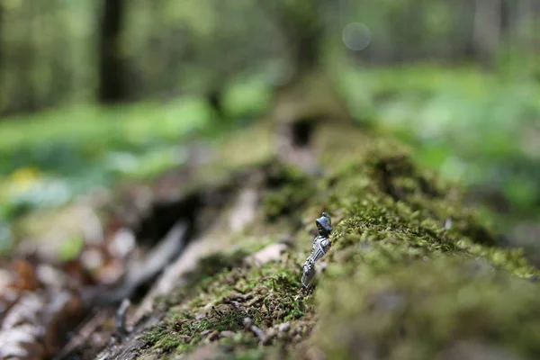 Natur Frühling Bäume Alten Ritter Verschwimmen — Stockfoto