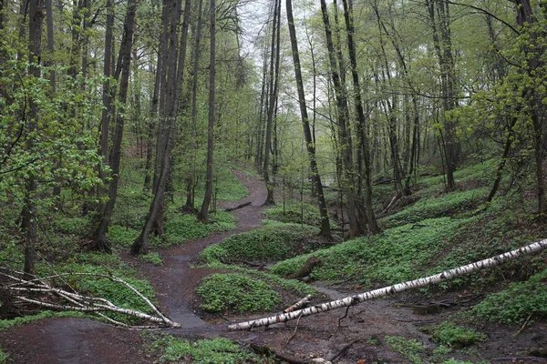 Přírodního Jarního Stromků Větve — Stock fotografie