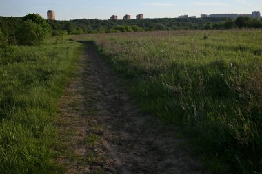 Doğa kırsal manzara yeşil alanlar ağaçlar