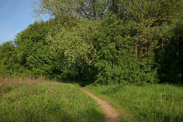 Naturaleza Paisaje Campos Verdes Árboles — Foto de Stock