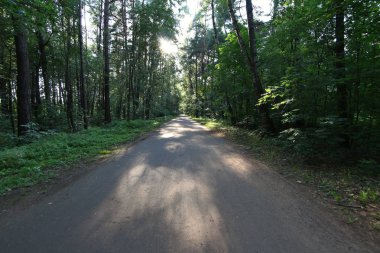 Doğa Parkı Meshchersky ağaçlar bitki örtüsü
