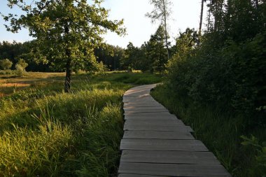Doğa Parkı Meshchersky ağaçlar bitki örtüsü