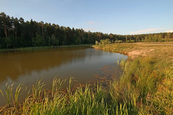 Parque Natural Meshchersky Árboles Vegetación —  Fotos de Stock