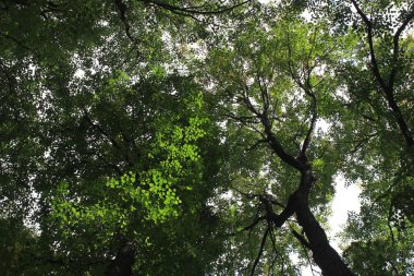 Yaprakların gölgesinde orman ağacı meşe gökyüzünün aşağıdan yukarıya görünümü