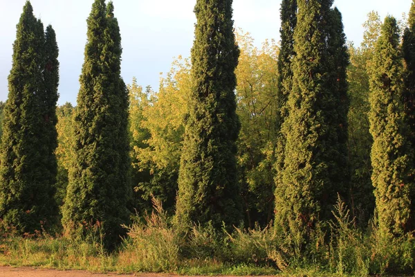 Morgon Skogsträd Cypress Morgon Strålar Trädet — Stockfoto