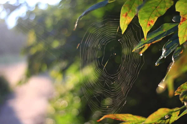 Morgendliches Waldspinnennetz Sonnenlicht — Stockfoto