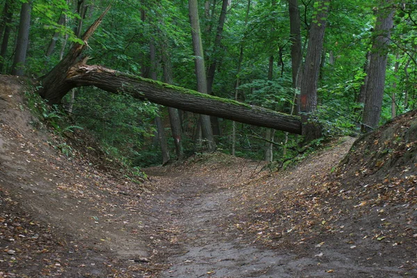 Parcheggiare Sentieri Verdi Estivi Nel Bosco Zona Burrone — Foto Stock