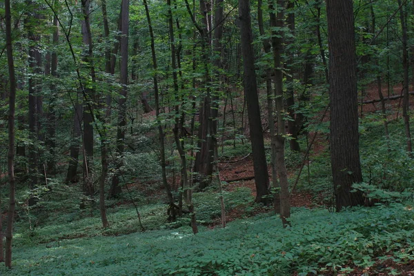 Park Sommergrüne Wege Wald Schluchtgebiet — Stockfoto