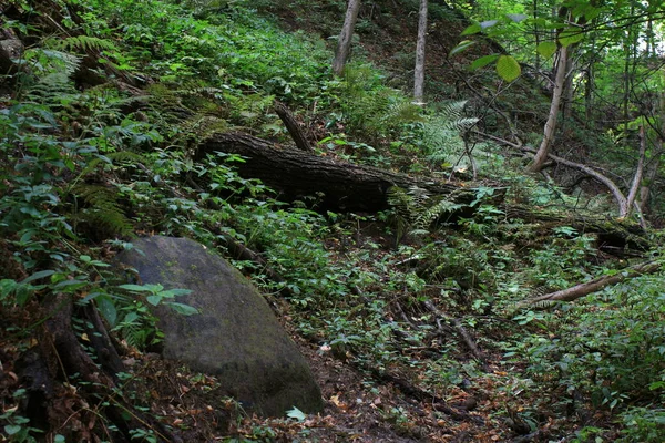 Park Sommergrüne Wege Wald Schluchtgebiet — Stockfoto