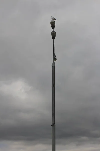 Ciudad Gaviota Poste Luz Nubes Nubladas Fondo —  Fotos de Stock