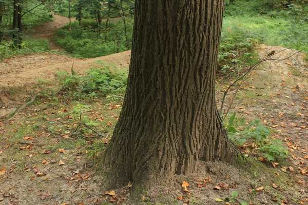 Природа Дерева Основи Дубових Коренів Вигляд Знизу — стокове фото