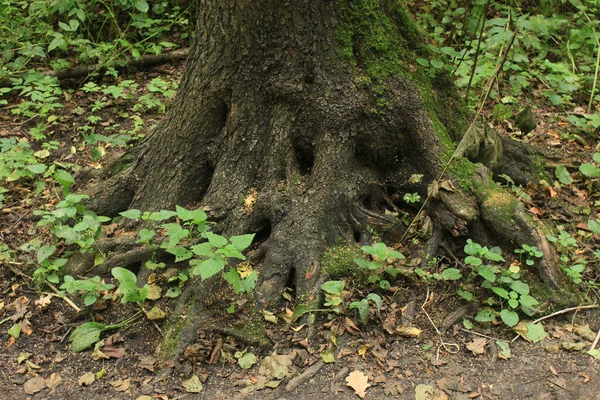 自然树根橡木根底视图 — 图库照片