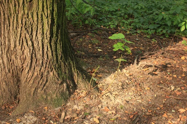 Natur Baum Basis Eiche Wurzeln Unten Ansicht — Stockfoto