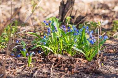 Sibirya squill (Scilla siberica) veya ormandaki mavi kardelen. İlk bahar çiçekleri yeşil yaprakları