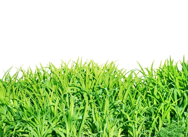 Borde Natural Hierba Verde Exuberante Aislado Sobre Fondo Blanco — Foto de Stock