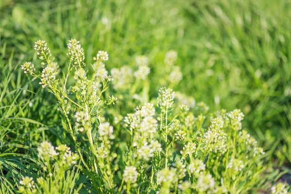 Lato Tle Naturalny Jasny Trawą Małe Białe Kwiaty Pasterska Torba — Zdjęcie stockowe