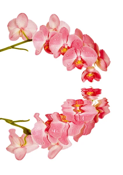 Beyaz bir arka plan üzerinde izole bir su yüzeye yansıması ile kırmızı güve orkide çiçek çiçek şube