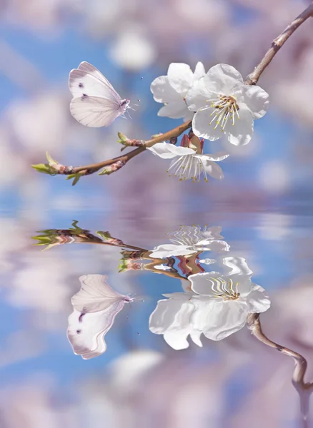 Hermosa Mariposa Blanca Rama Cerezo Flor Primavera Sobre Fondo Azul —  Fotos de Stock