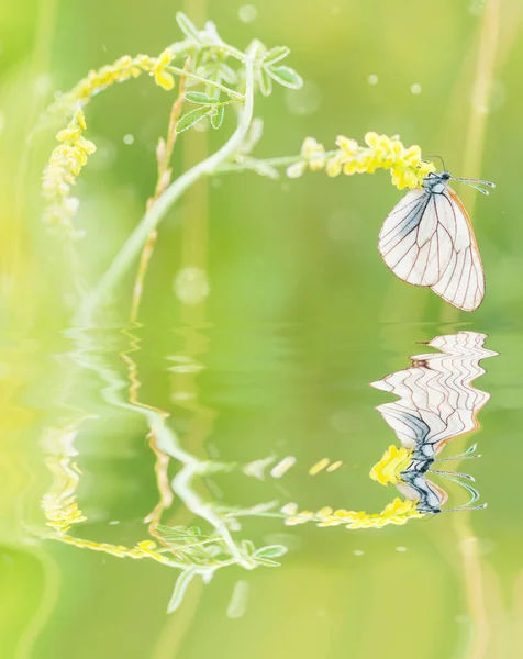 Vacker Vit Fjäril Och Gren Blommande Gul Blomma Grön Bakgrund — Stockfoto