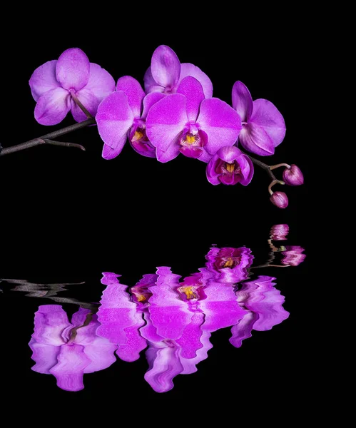 Blommande Gren Lila Orkidé Blomma Med Reflektion Vattenyta Som Isolerad — Stockfoto