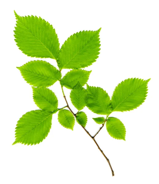 Zweig Einer Esche Mit Grünen Blättern Auf Weißem Hintergrund — Stockfoto
