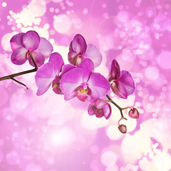 Blommande Gren Lila Mal Orkidé Blomma Bokeh Bakgrund — Stockfoto