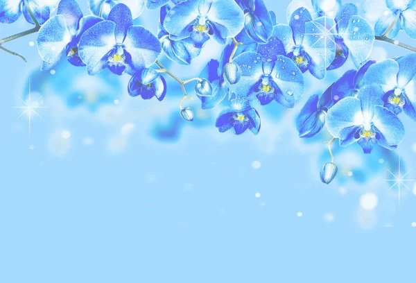 Kwitnące Gałęzie Niebieski Storczyki Niebieskim Tle — Zdjęcie stockowe