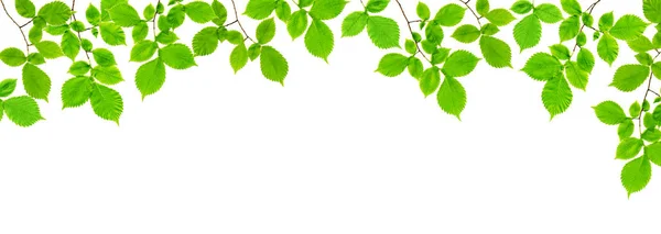 Branch of an ash tree with green leaves isolated on a white background
