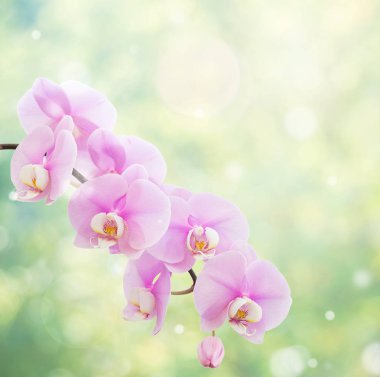 Bulanık soyut doğal sarı-yeşil zemin üzerine bokeh güzel pembe phalaenopsis orkide çiçek